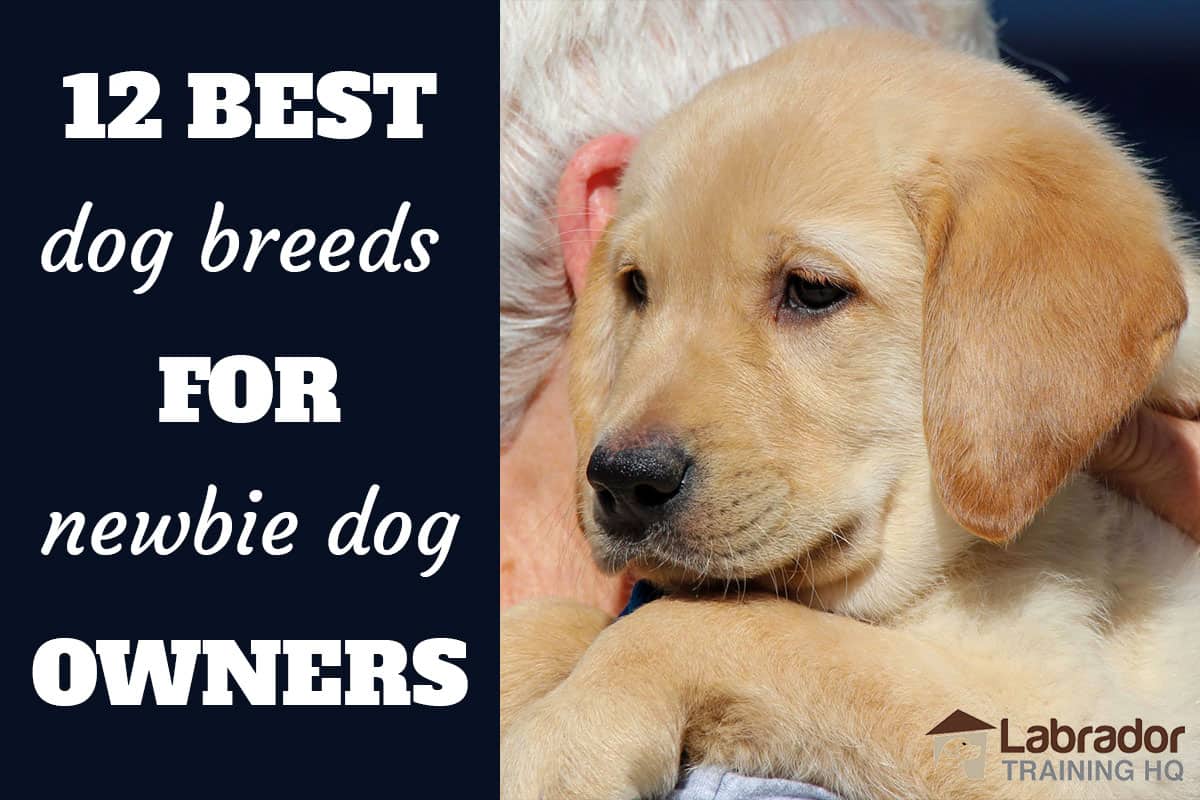 dog breeds for new owners