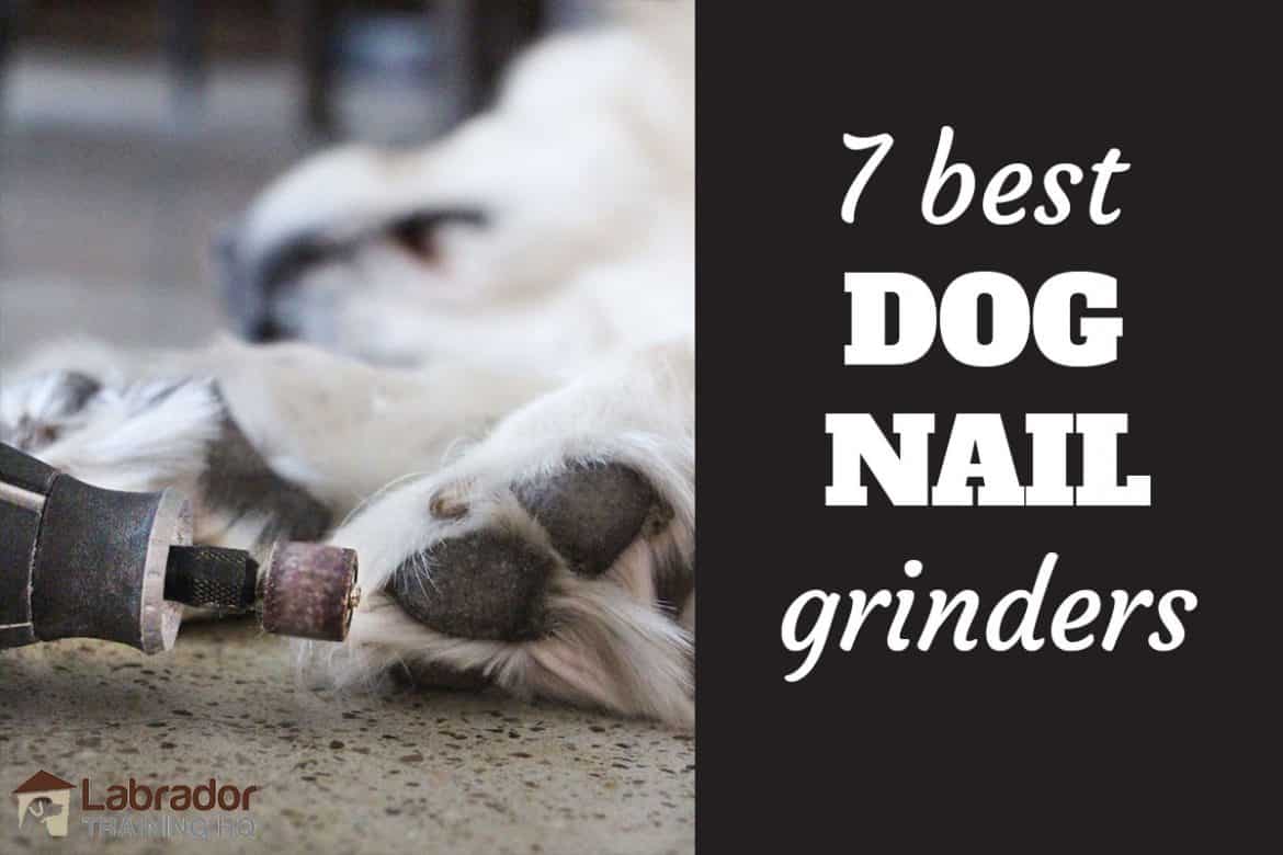 7 Best Dog Nail Grinders