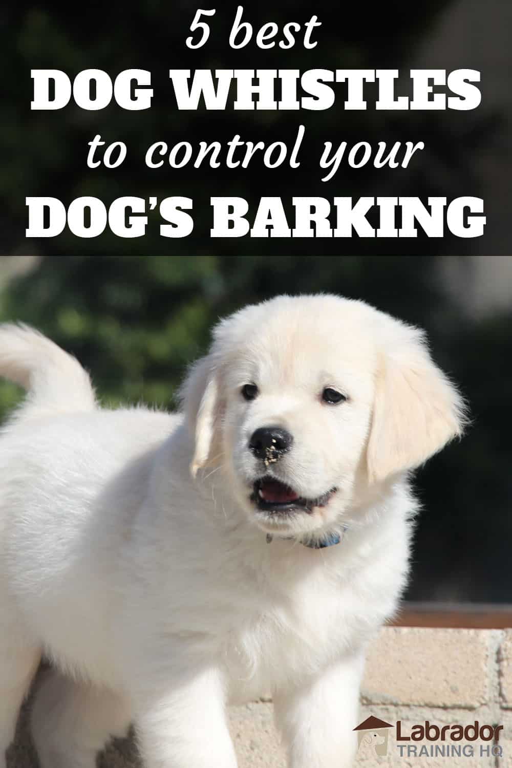 5 Best Dog Whistles To Control Your Dog's Barking White Puppy looking in distance with mouth open