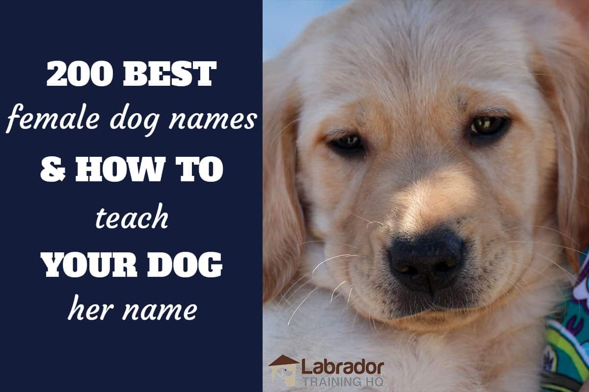 200 Best Female Dog Names And How To Teach Your Dog Their Name