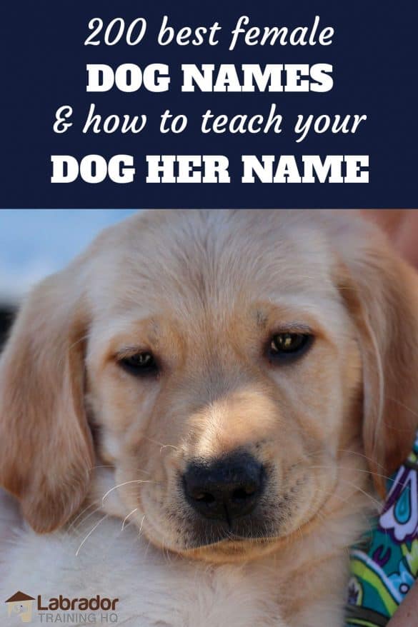 200 Best Female Dog Names And How To Teach Your Dog Their Name
