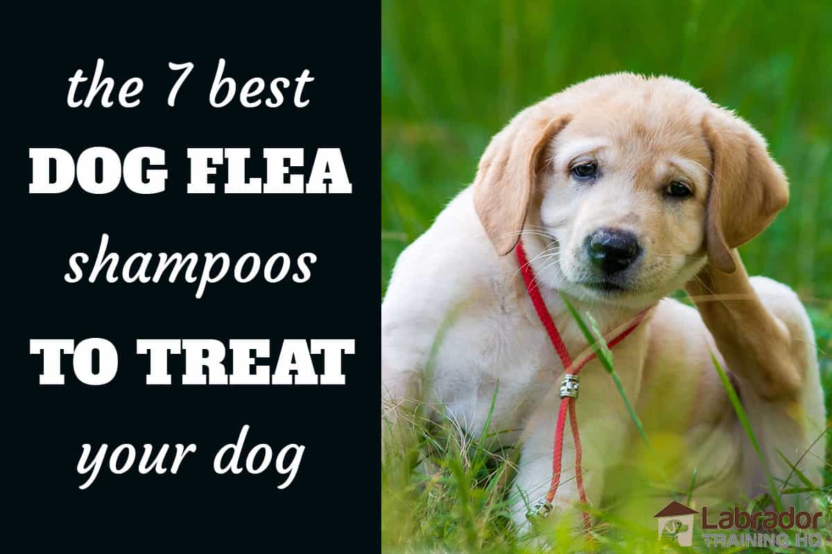 best dog flea shampoo
