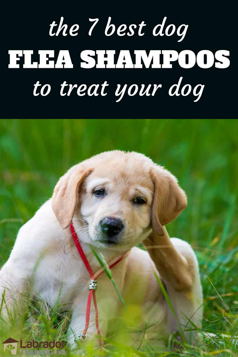 7 Best Dog Flea Shampoos To Treat Your Dog