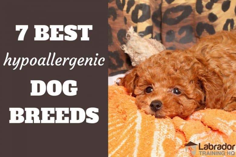 7 Best Hypoallergenic Dog Breeds - Red Poodle puppy taking a break on yellow towel.