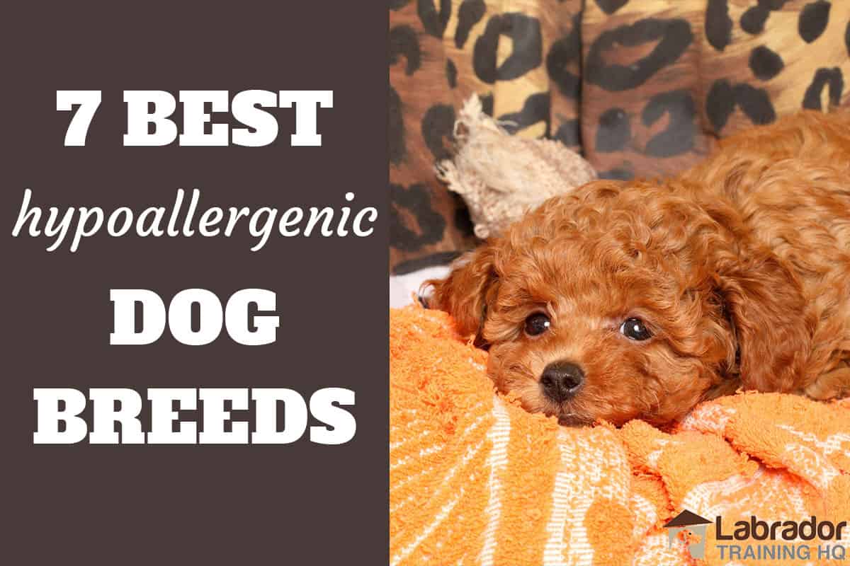 7 Best Hypoallergenic Dog Breeds