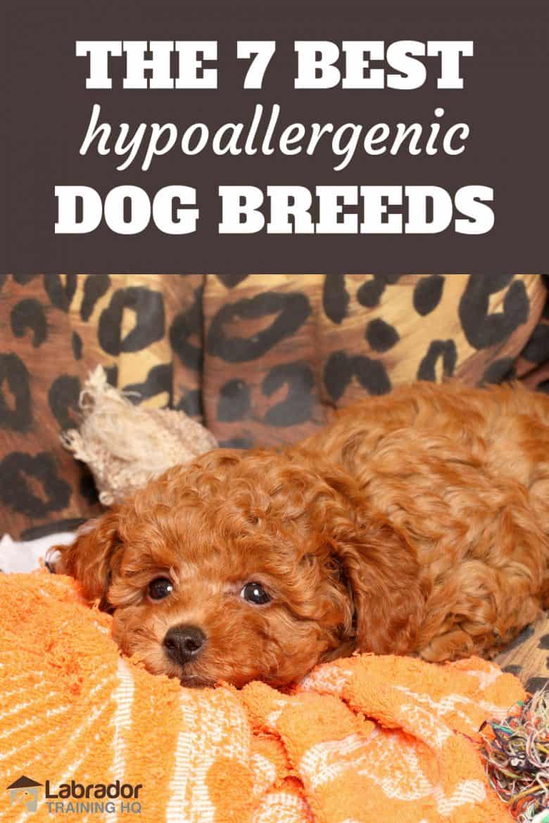 The 7 Best Hypoallergenic Dog Breeds - Red Poodle resting on yellow towels.は、黄色いタオルの上で休むレッドのプードル。