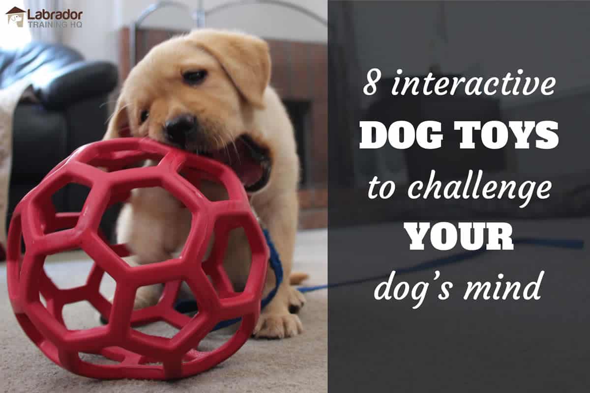 interactive dog ball