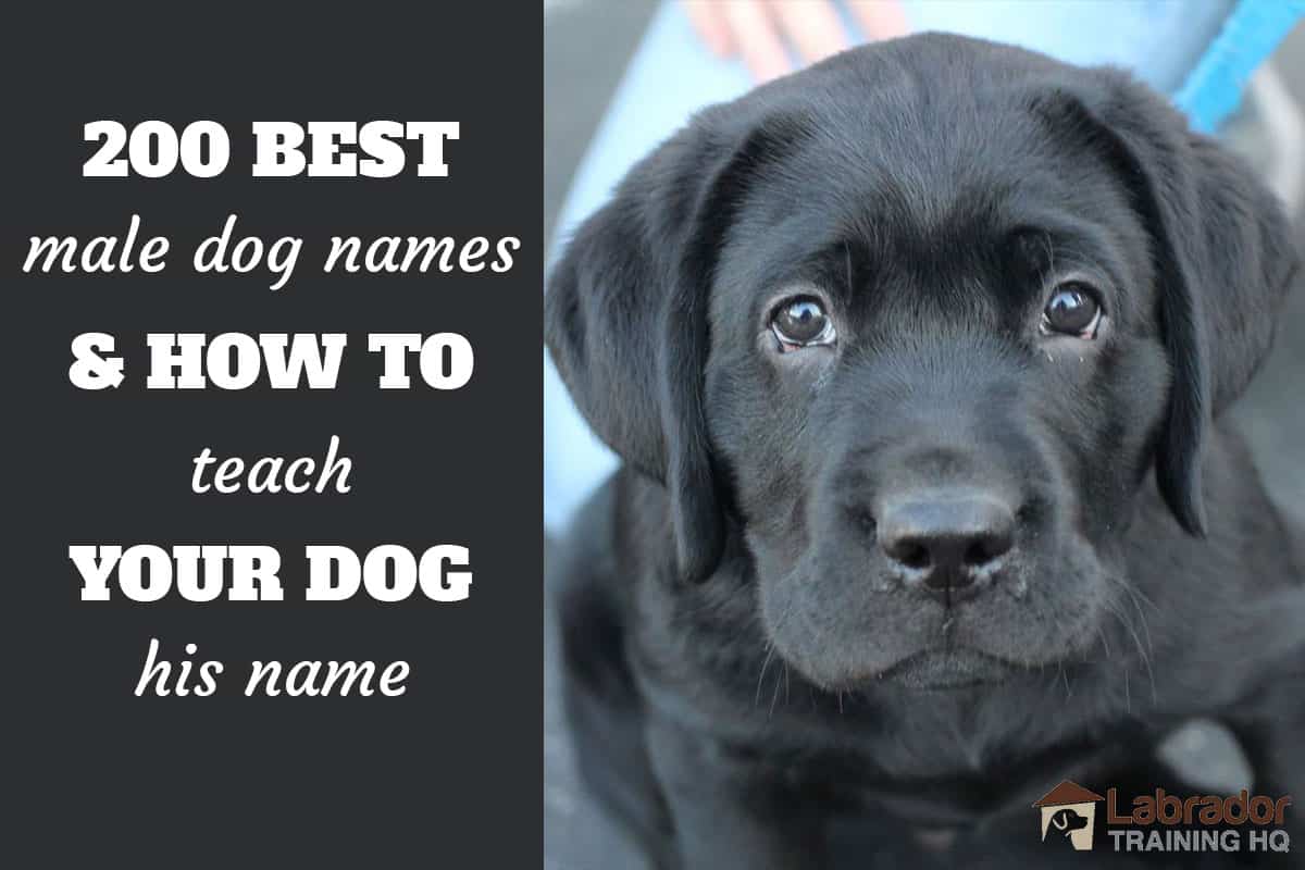 0 Best Male Dog Names And How To Teach Your Dog Their Name