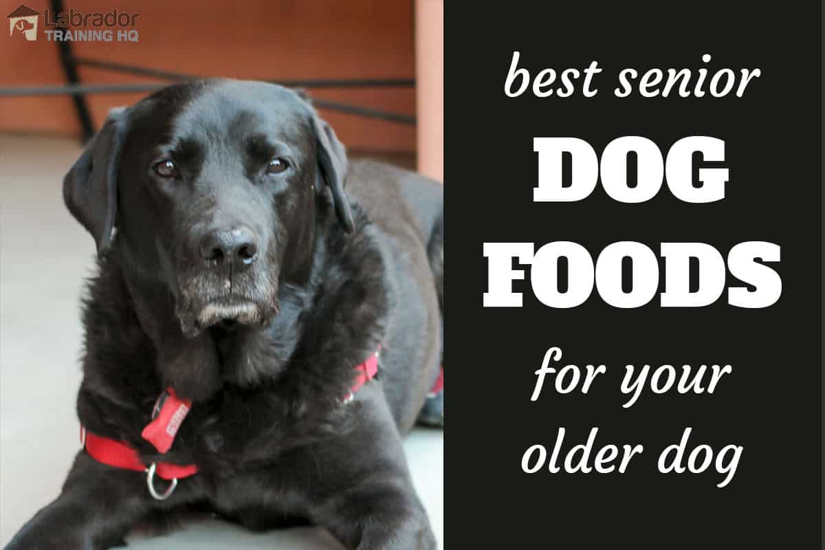 good dog food for older small dogs