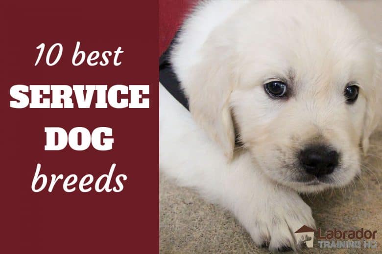 good service dog breeds