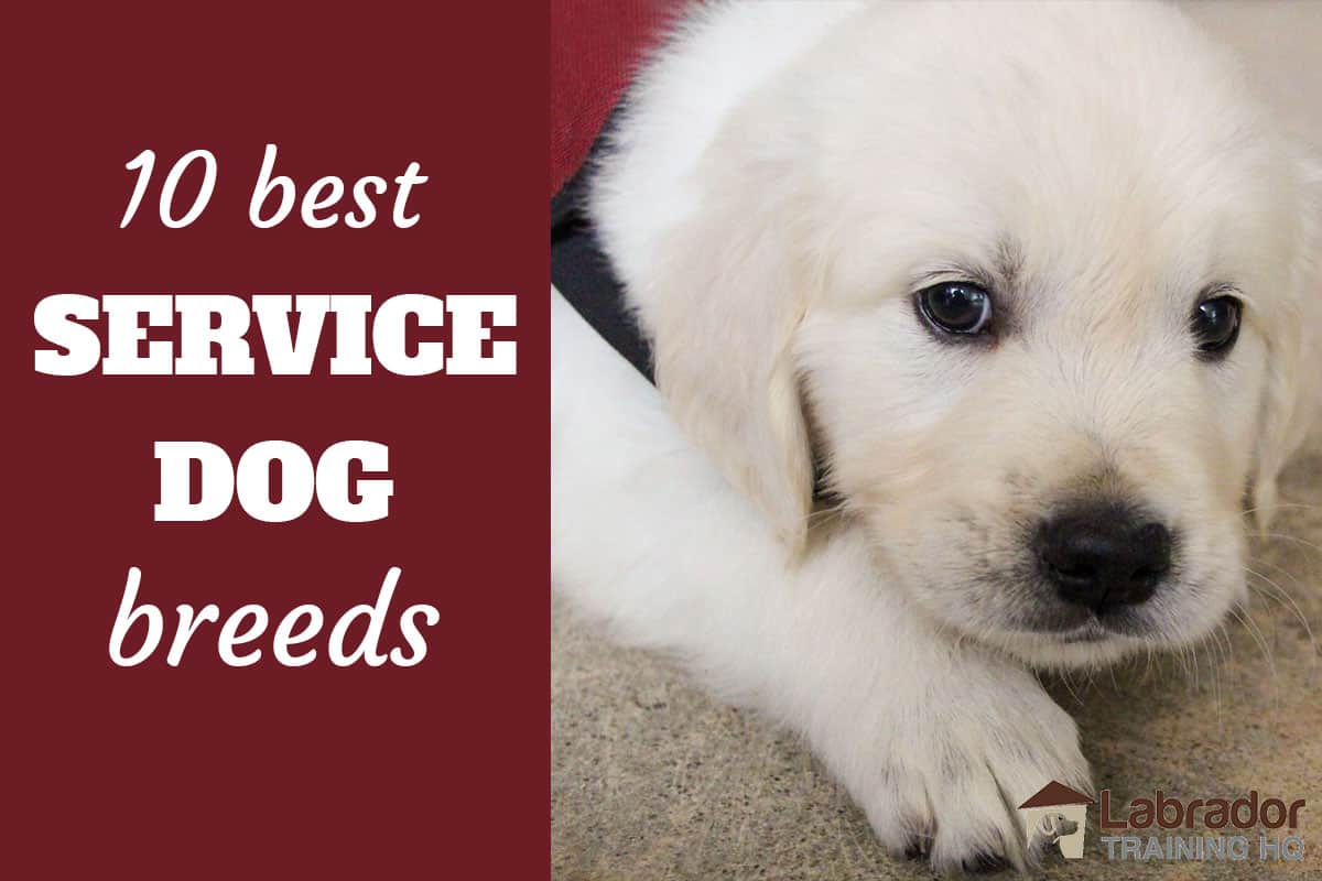 how are service dogs trained