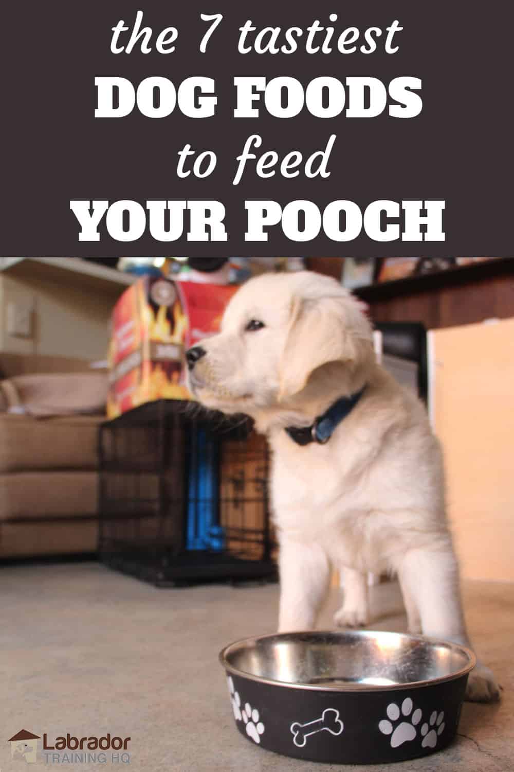 7 Tastiest Dog Foods To Feed Your Pooch