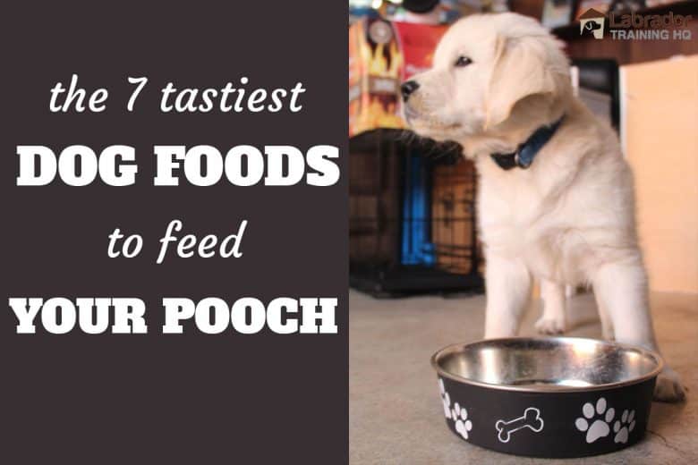 7 Tastiest Dog Foods To Feed Your Pooch