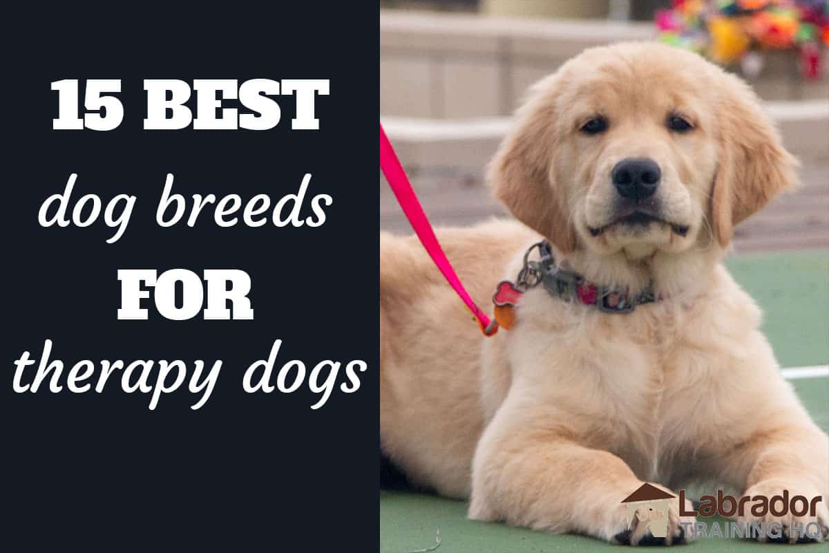 15 Best Dog Breeds For Therapy Dogs