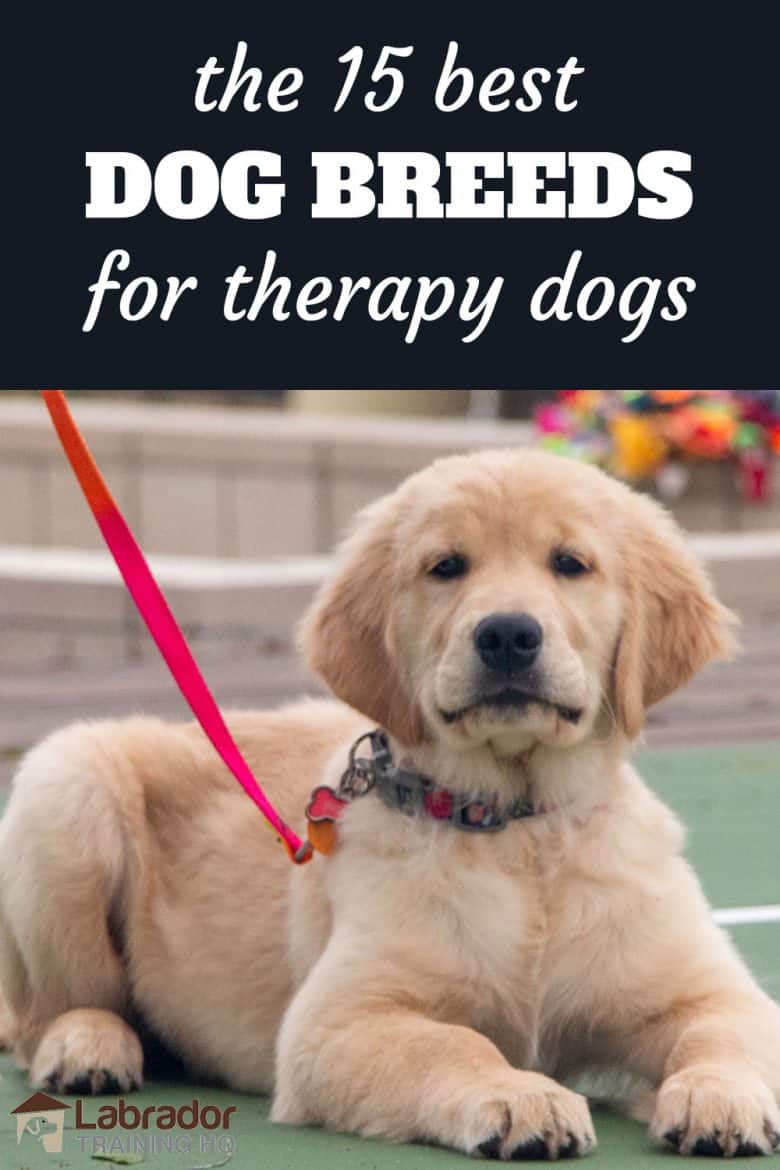 Dog breeds that make good best sale therapy dogs