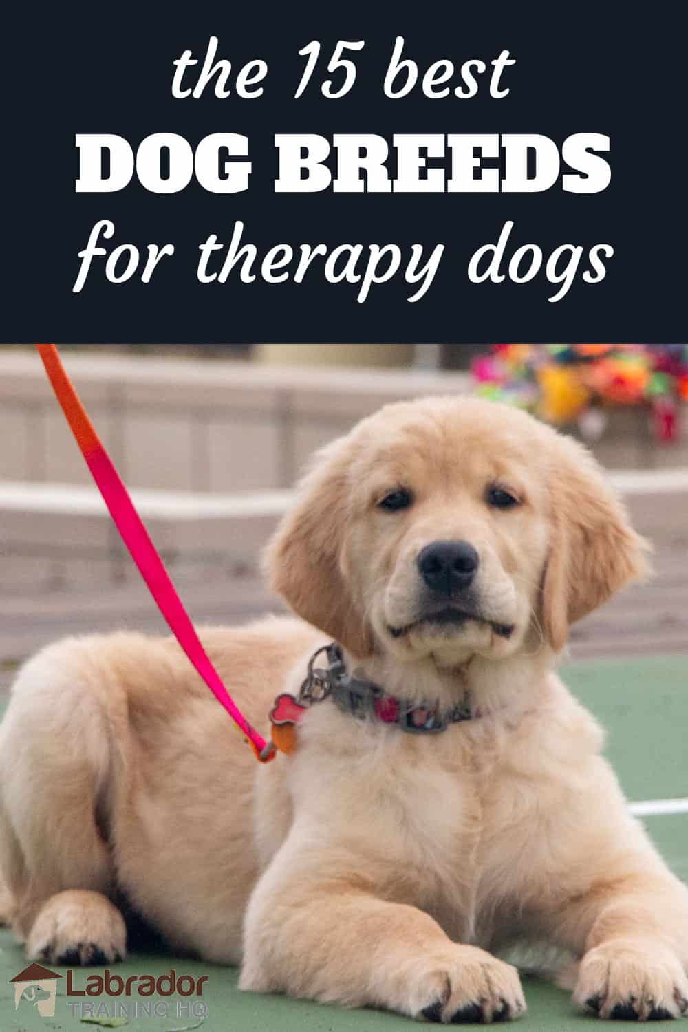 15 Best Dog Breeds For Therapy Dogs