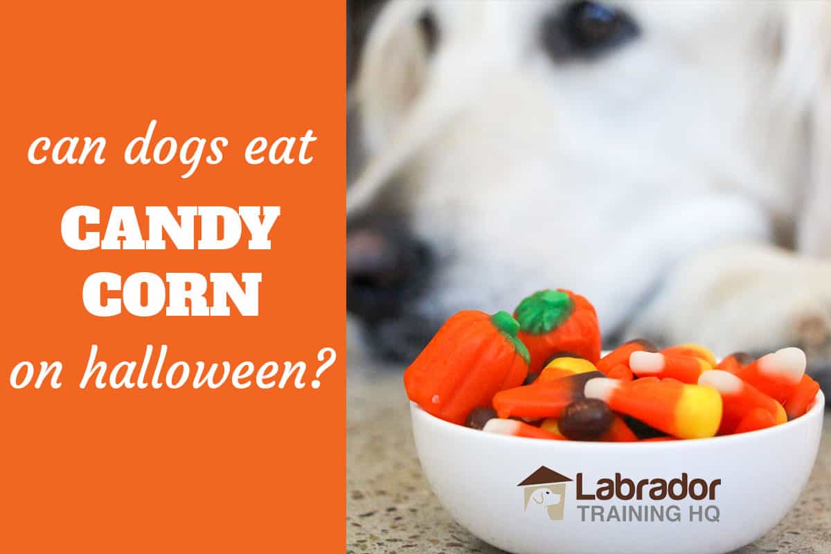 what to do if your dog eats halloween candy