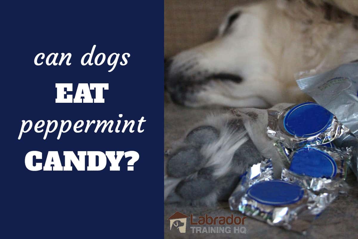 are you able to use minty stuff on dogs