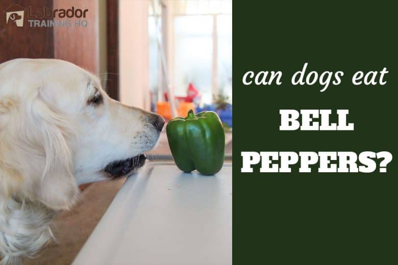 are bell peppers bad for dogs