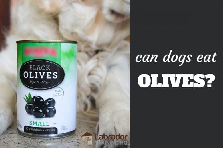 black olives bad for dogs