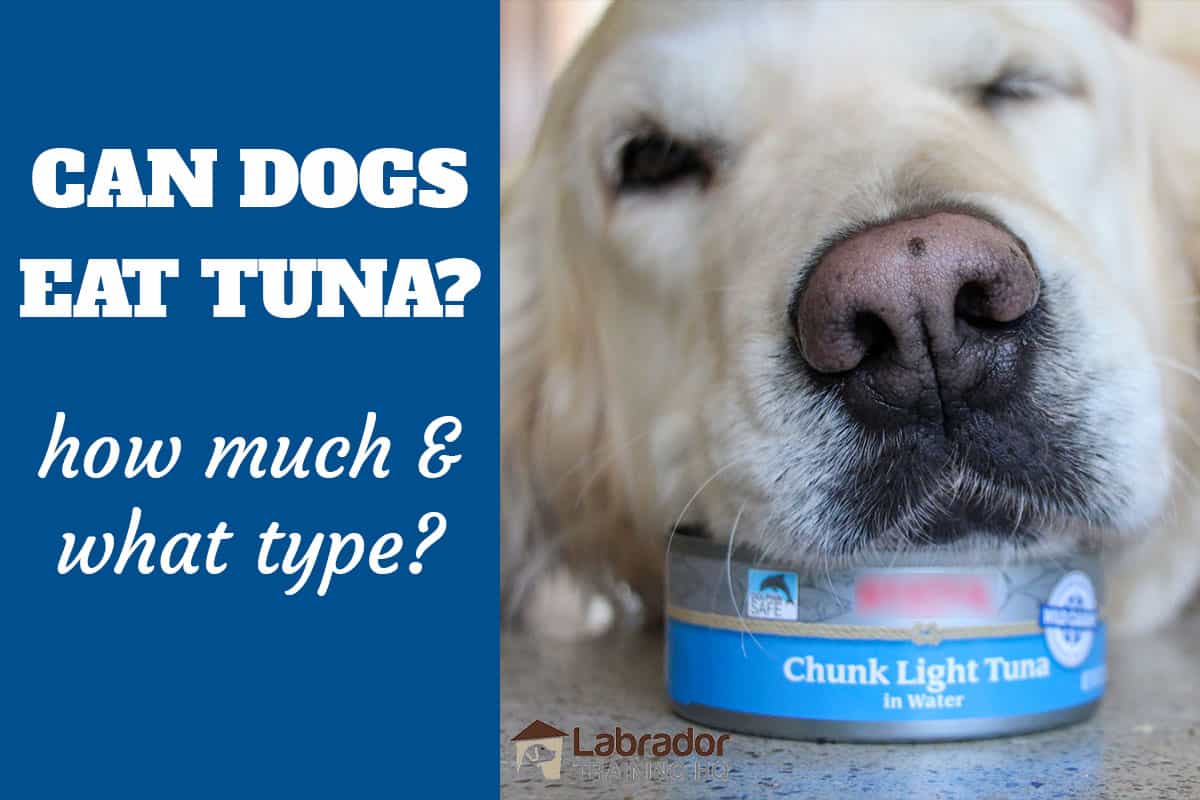 Can Dogs Eat Tuna in Water 