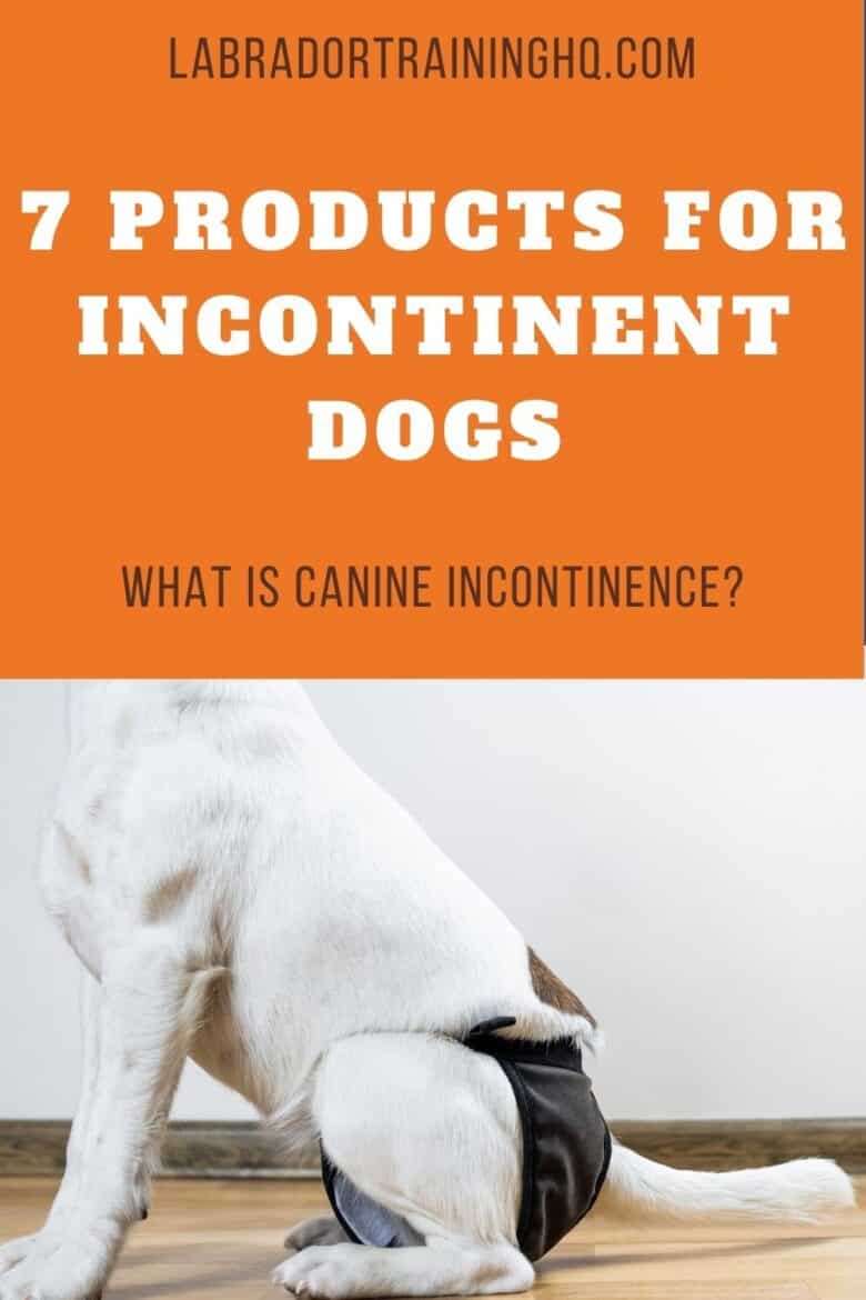 7 Products For Incontinent Dogs - What Is Canine Incontinence? Mixed breed dog sitting on wood floor wearing a doggy diaper.