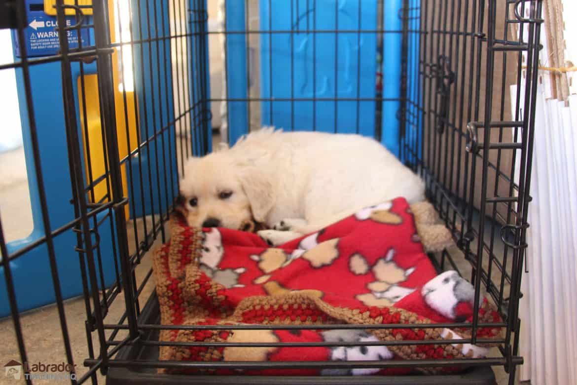 snuggle puppy crate training