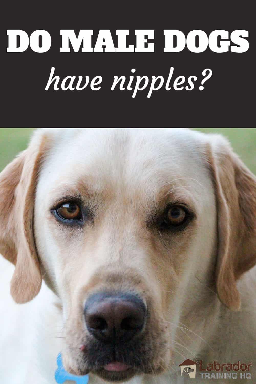 Do Male Dogs Have Nipples? - Yep, But Why Are They Swollen ...