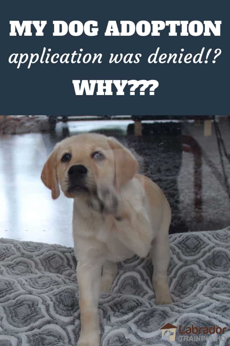 My Dog Adoption Application Was Denied!? Why??? - Yellow Labrador Retriever puppy standing on dog bed tapping window with her paw.