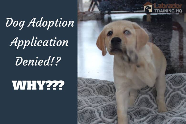 Dog Adoption Application Denied!? Why??? - Yellow Lab tapping his paw on the window.