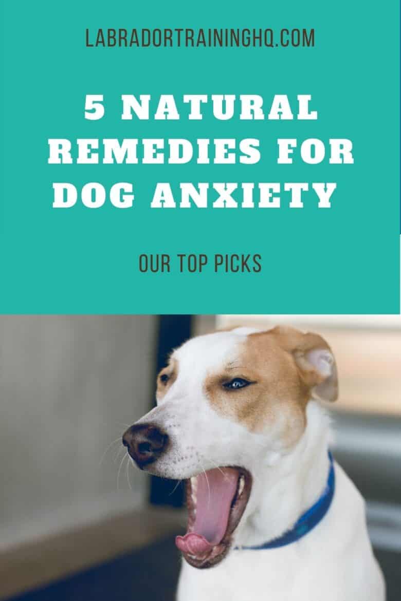 5 Natural Remedies For Dog Anxiety - Mixed breed dog yawns and pulls his ears back showing signs of anxiety.