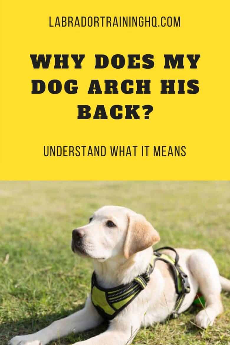 What Does It Mean When My Dog Arches Their Back?