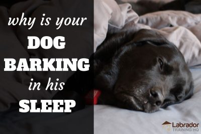 Why Is Your Dog Barking In Their Sleep?