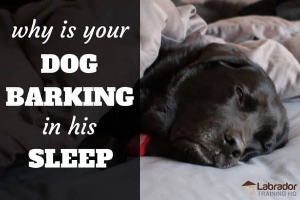 why-is-your-dog-barking-in-their-sleep