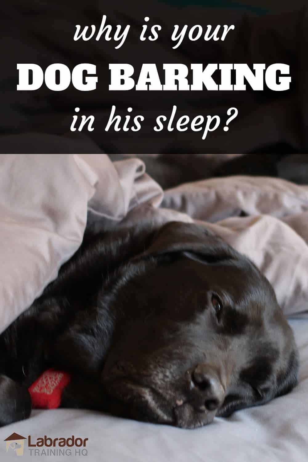 Why Does My Dog Bark When They Sleep at Ida Murray blog