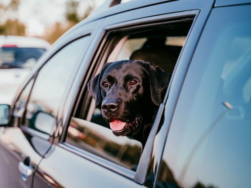 whats the best way for a dog to travel in a car