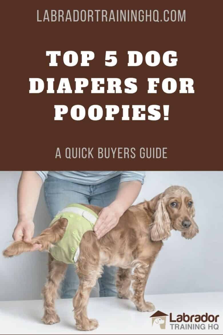 Top 5 Dog Diapers For Poopies! - dog looking back at camera wearing her diapers.