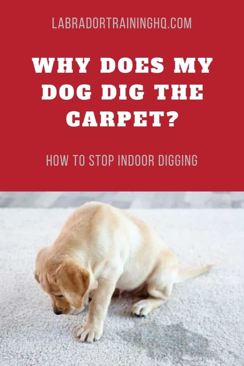 Why Does My Dog Scratch At The Carpet - Dog Scratching Carpet Youtube