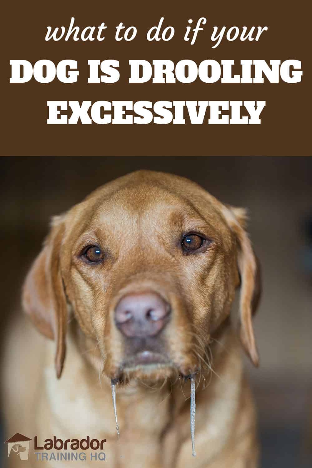 what-to-do-if-your-dog-is-drooling-excessively-labradortraininghq