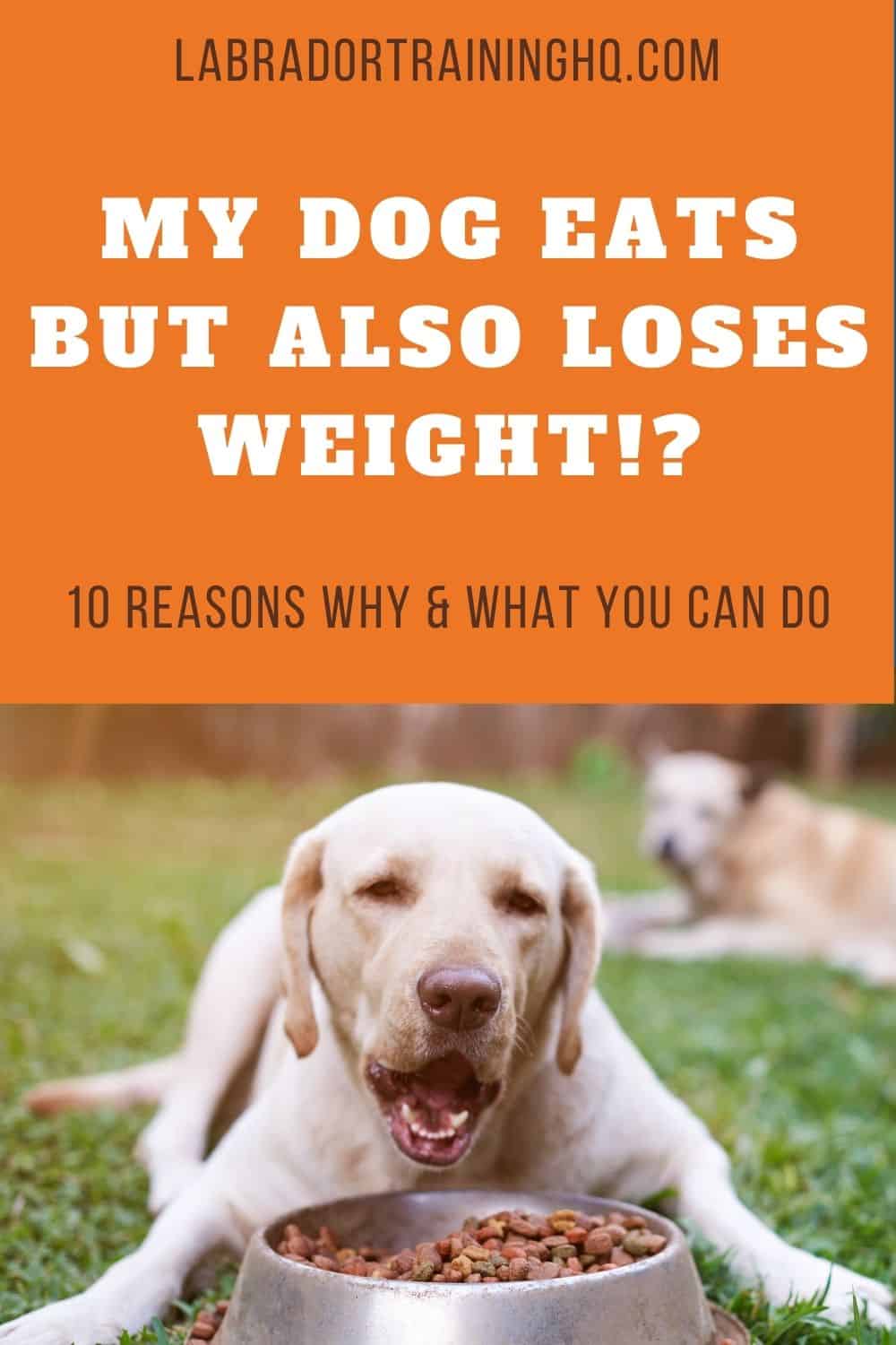 10 Reasons Why Your Dog Is Losing Weight But Eating