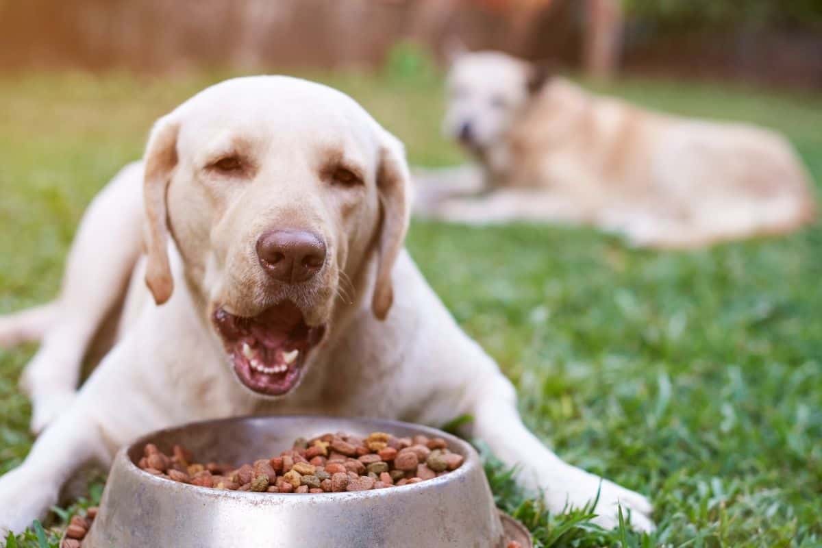 can dogs die from eating too much