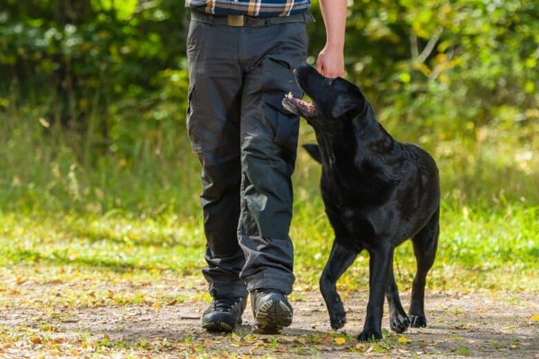 Black Labrador Retriever in the heel position on a walk.