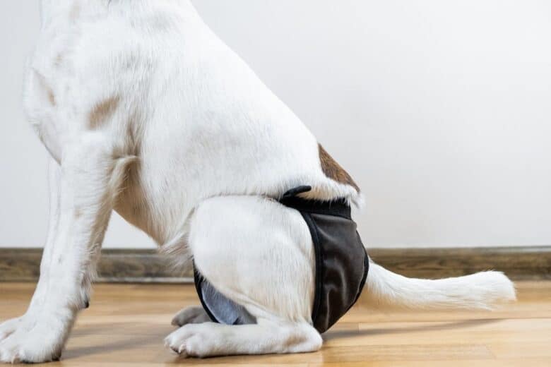 Mixed breed dog wearing a diaper sitting on wood floor.
