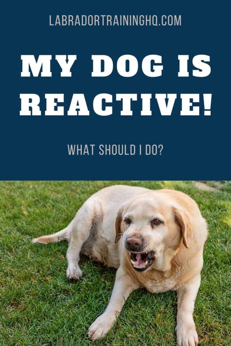 My Dog Is Reactive! What Should I Do - Yellow Labrador Retriever growling