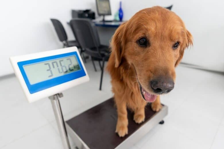 Why Your Older Dog Is Losing Weight And What To Do