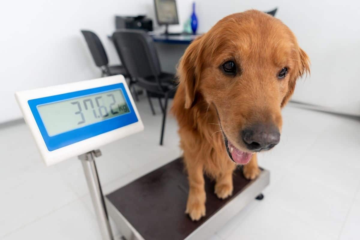 what causes extreme weight loss in dogs