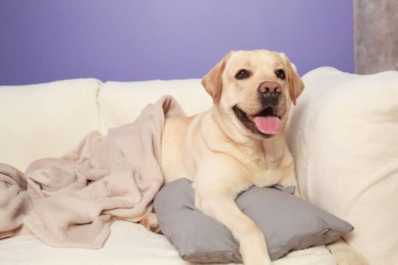 Yellow Lab lying on the couch with blanket and pillow.