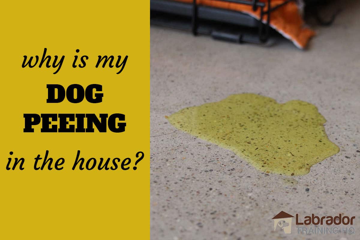 why do dogs pee in the same spot