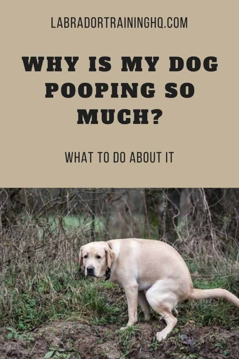 Why Is My Dog Pooping So Much? - What To Do About It - Yellow Lab pooping in the woods.