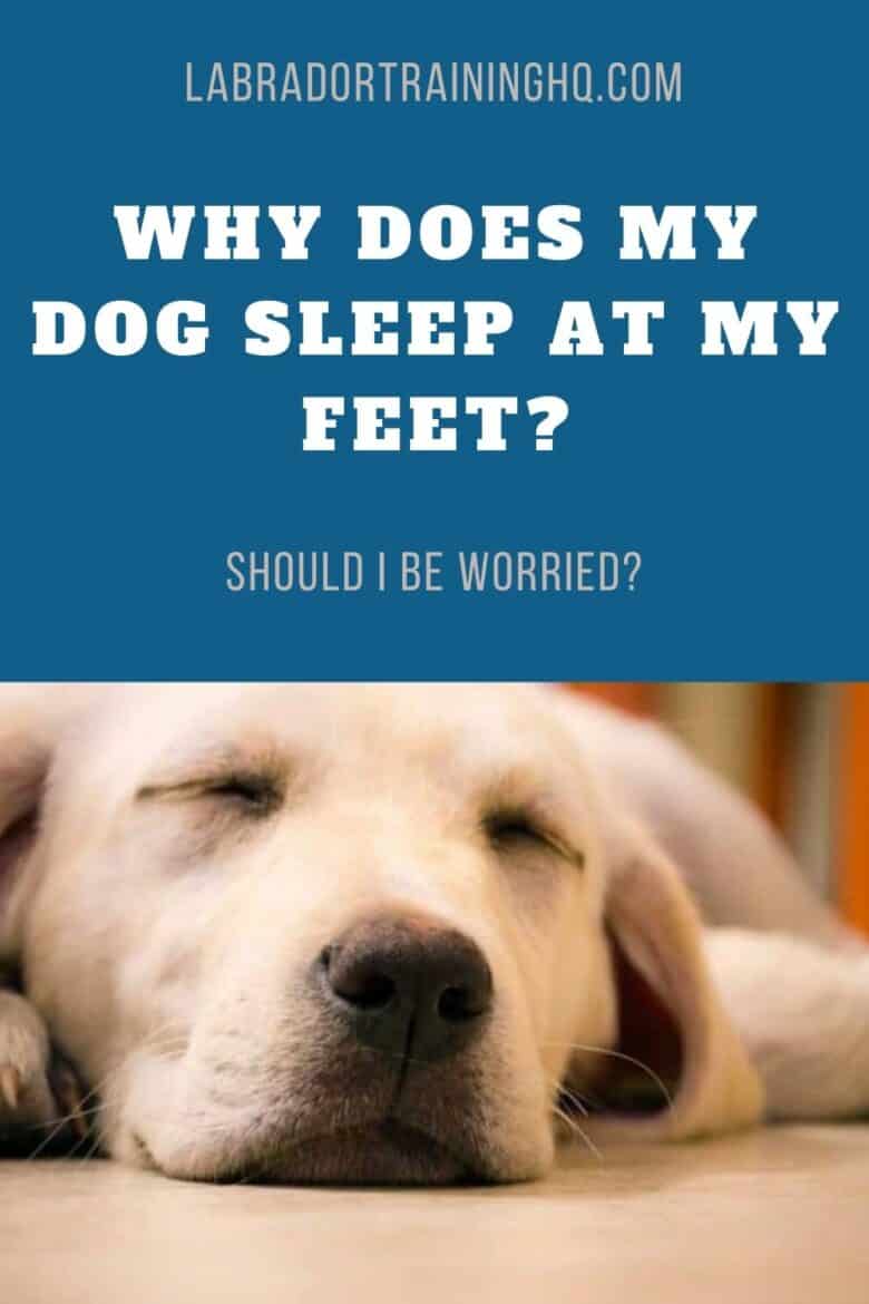 Why Does My Dog Sleep At My Feet? Should I Be Worried? - Yellow Lab peacefully sleeping on the floor.